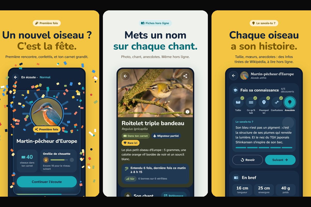 BirdyGo - Première rencontre d'une espèce, fiche espèce et article Wikipédia consultables hors ligne