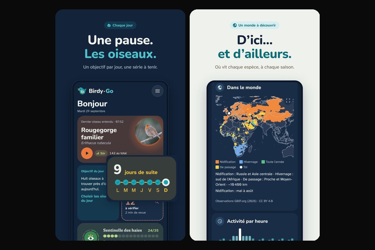 BirdyGo - Accueil quotidien avec objectif et série de jours, répartition mondiale des espèces